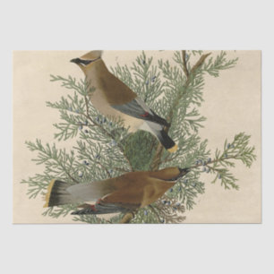 Papier Mousseline Impression d'oiseau de John James Audubon Jaseur b