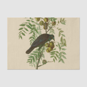 Papier Mousseline Impression d'oiseau Grackle violet d'Audubon Botan