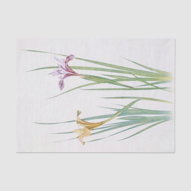 Papier Mousseline Iris Macrosiphon par William Dykes (Recto)