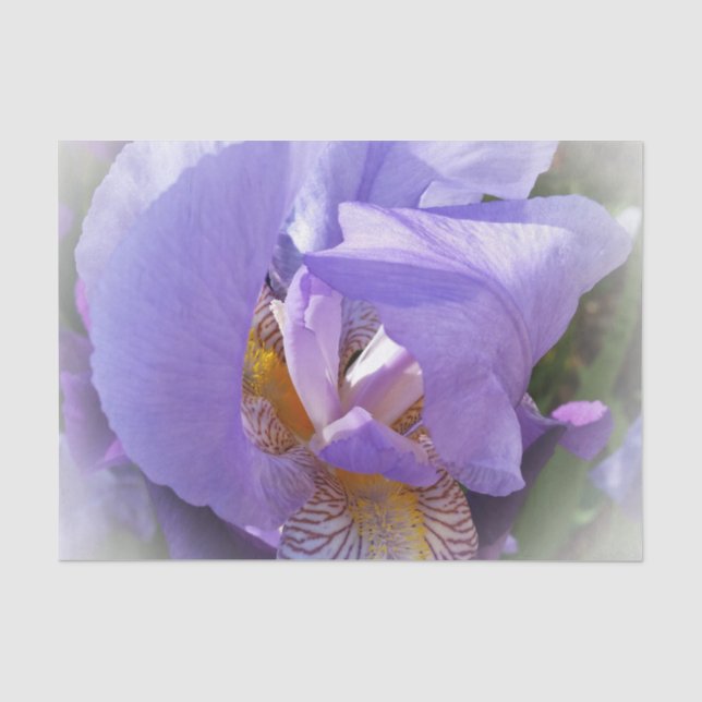 Papier Mousseline iris pourpre (Recto)