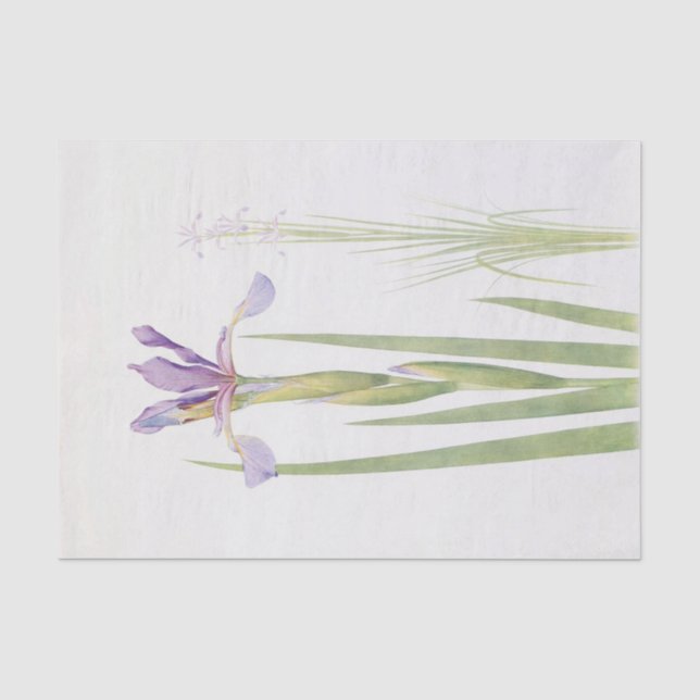 Papier Mousseline Iris Spuria (Cachemire) par William Dykes (Recto)