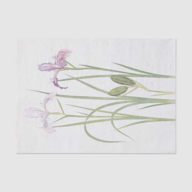 Papier Mousseline Iris Tenax par William Dykes (Recto)