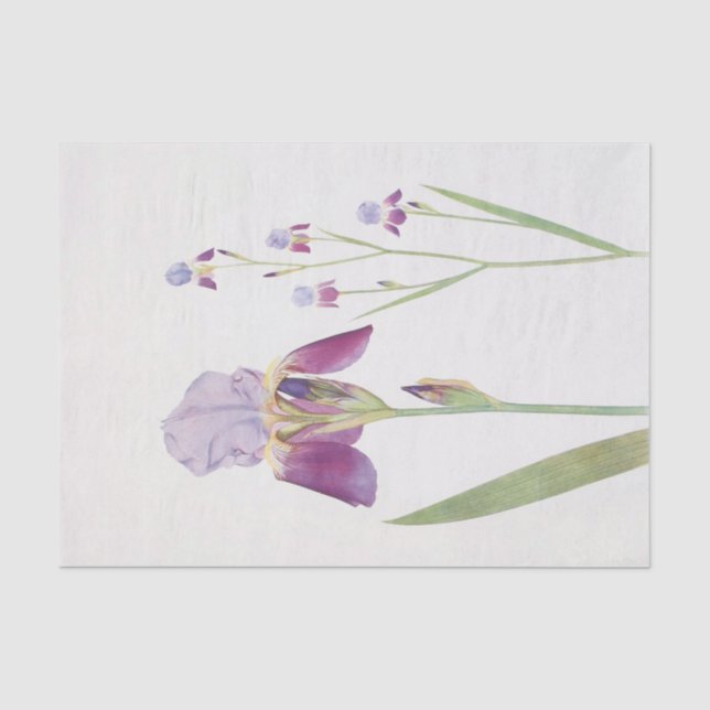 Papier Mousseline Iris Trojana par William Dykes (Recto)