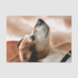 PAPIER MOUSSELINE JACK RUSSELL TERRIER CHIEN
