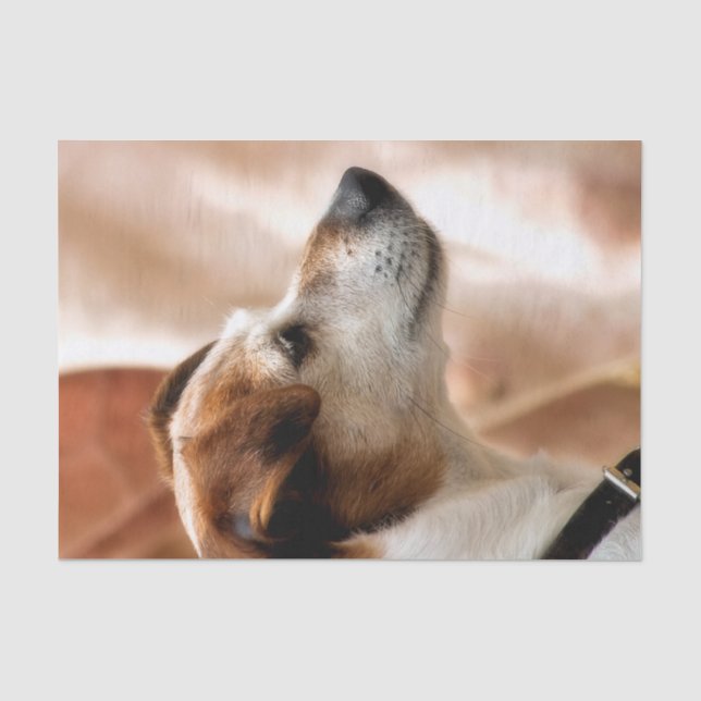 PAPIER MOUSSELINE JACK RUSSELL TERRIER CHIEN (Recto)