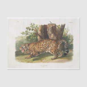 Papier Mousseline Jaguar d'Amérique du Nord (1845)