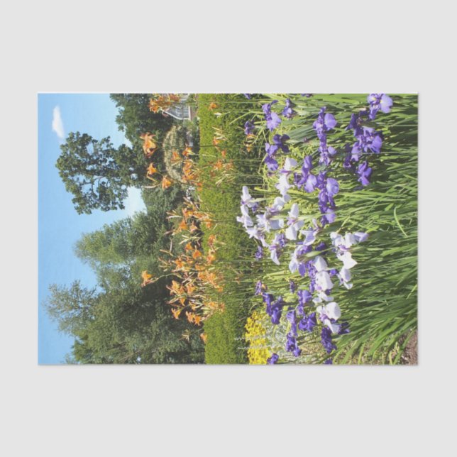 Papier Mousseline Jardin pourpre Iris (Recto)