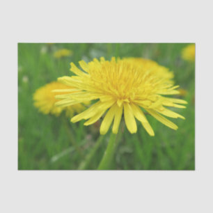 Papier Mousseline jaune, betercup, plante, pissenlit, prairie,