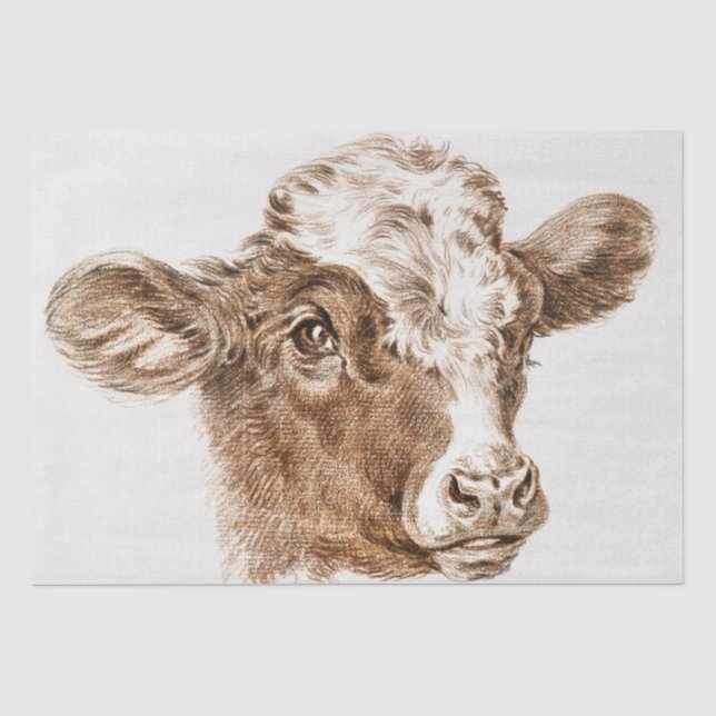 Papier Mousseline Jean Bernard | Tête d'une vache (Recto)