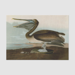 Papier Mousseline John James Audubon Peinture Pélicane Brown