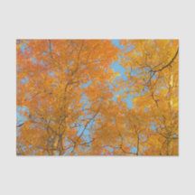 Joli Aspen Jaune Photo