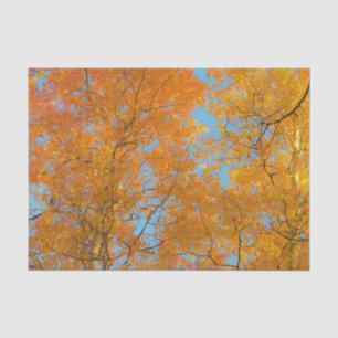 Papier Mousseline Joli Aspen Jaune Photo