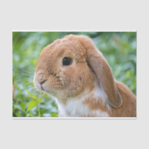 Papier Mousseline Joli Bunny
