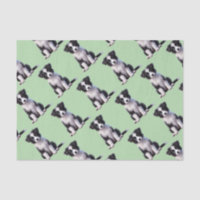 Jolie Bordure Collie Puppy