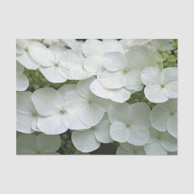 Papier Mousseline Jolie Hydrangée Blanche Photo Florale (Recto)