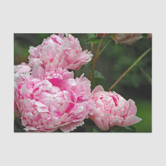 Papier Mousseline Jolie pivoines roses Photo florale (Recto)