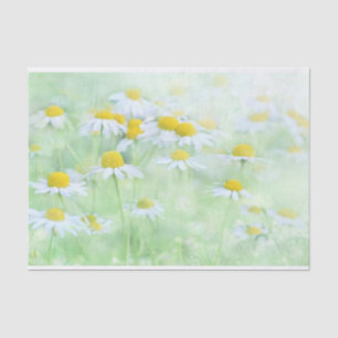 Papier Mousseline Jolies marguerites dans une photo de terrain