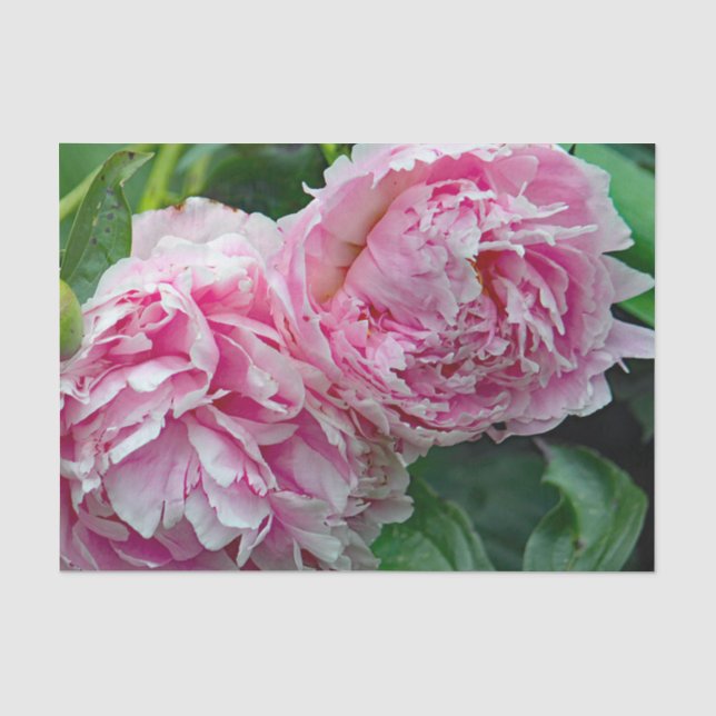 Papier Mousseline Jolies pivoines roses (Recto)