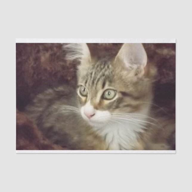 Papier Mousseline Kitten Découpage Papier d'artisanat mobilier Chat (Recto)