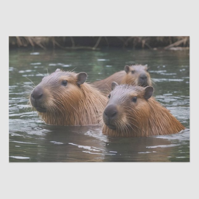 Papier Mousseline La Nage Des Capybaras Dans La Rivière, (Recto)