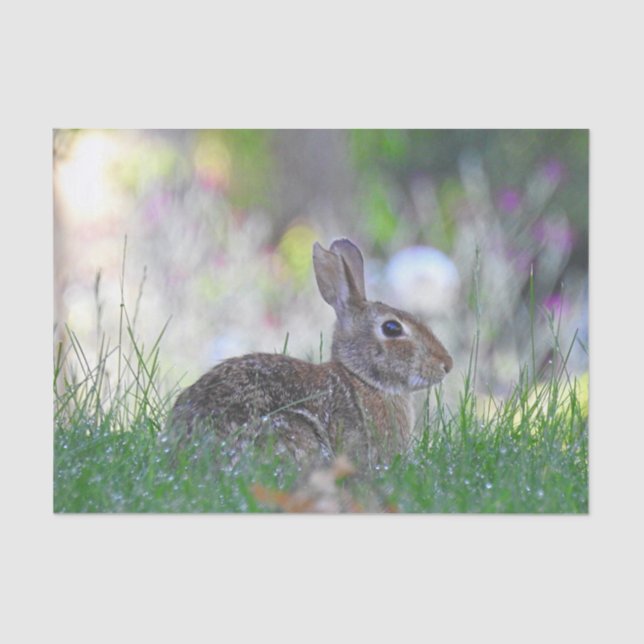 Papier Mousseline Lapin sauvage dans l'herbe (Recto)