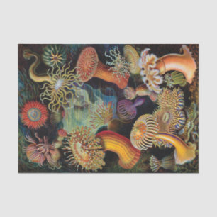 Papier Mousseline L'art de la nature par Ernst Haeckel