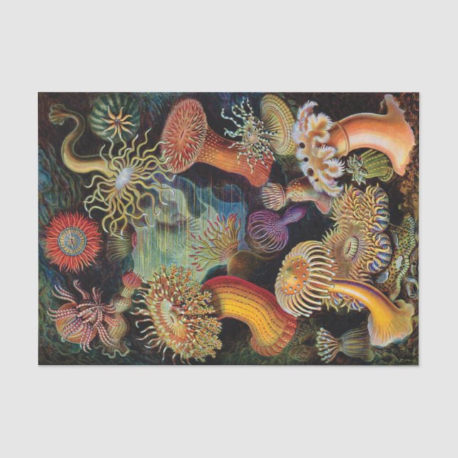 Papier Mousseline L'art de la nature par Ernst Haeckel (Recto)