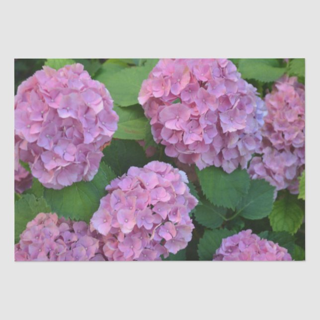 Papier Mousseline Le buisson d'hortensia rose (Recto)