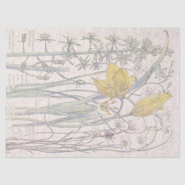 Papier Mousseline Le fleur sauvage sauvage de tulipe fleurit le (Recto)