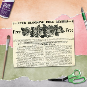 Papier Mousseline Le magazine Bush Rose toujours florissant et l'art