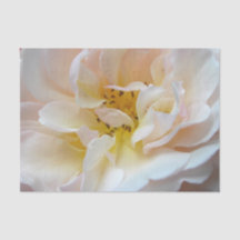Le rose