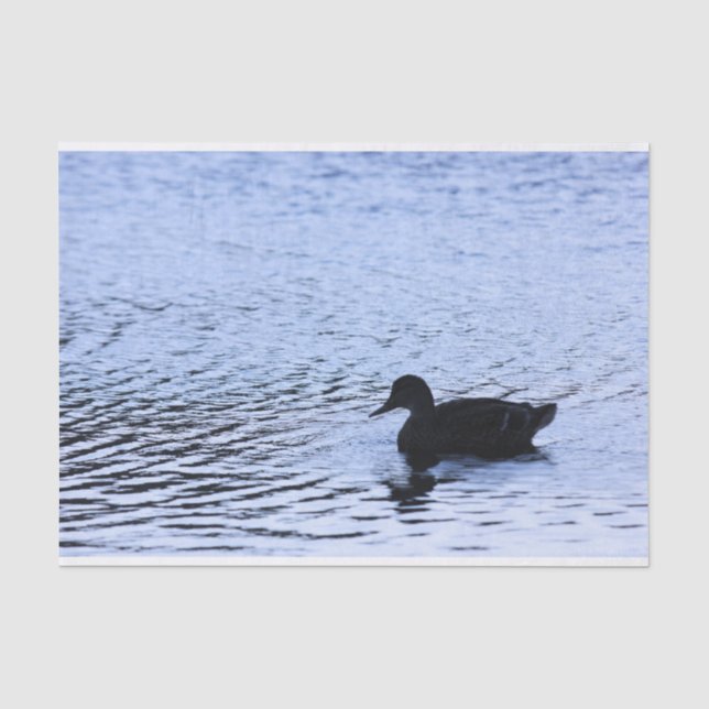 Papier Mousseline L'eau solitaire de lac wildlife de canard ondule (Recto)