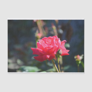 Papier Mousseline Les roses sont fleur d'état de NY