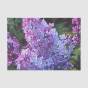 Papier Mousseline Lilas de Lavendar