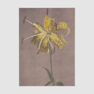 Papier Mousseline Lily by Ogawa Kazumasa 