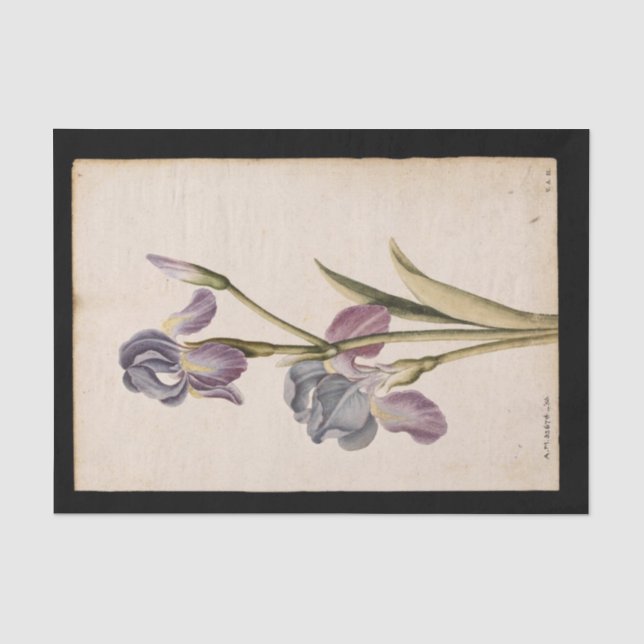 Papier Mousseline Lily par Jacques de Morgues (Recto)