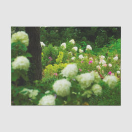 Papier Mousseline Limelight Hydrangeas dans My Rubio Garden