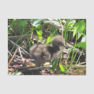 Papier Mousseline Limpkin Chick - Floride Wading Bird Tissu Papier