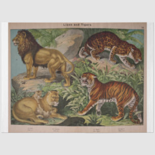 Papier Mousseline Lions et tigres Ephémères Découpage
