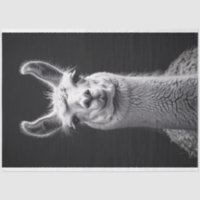 Llama Portrait noir et blanc Découpage