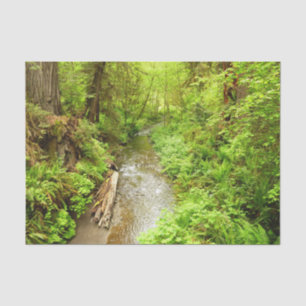 Papier Mousseline Lost Man Creek II à Redwood National Park