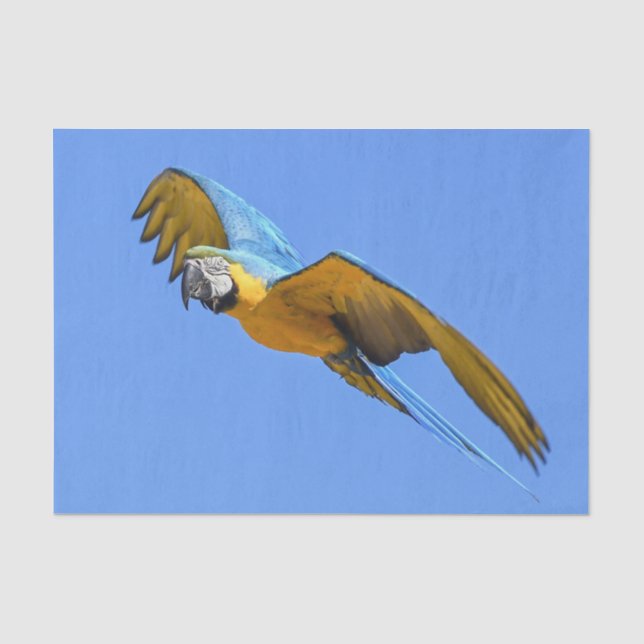 Papier Mousseline Macaw bleu jaune (Recto)