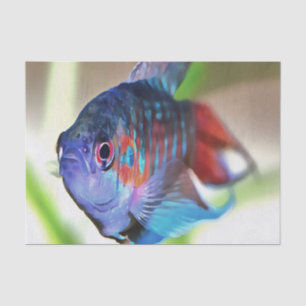 Papier Mousseline Macropodus Opercularis Aquarium Poisson