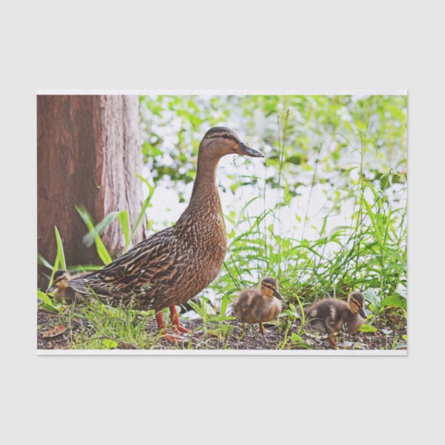 Papier Mousseline Mallard et Ducklings par Shirley Taylor (Recto)