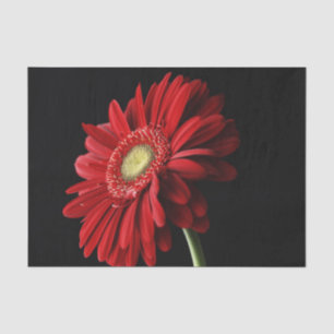 Papier Mousseline Marguerite de Gerbera