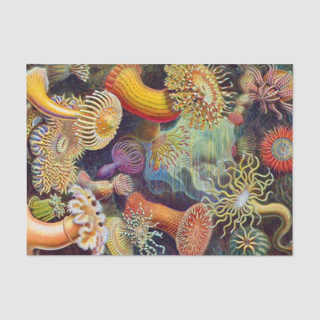 Papier Mousseline Marine d'actinies d'Ernst Haeckel : Actiniae (Recto)