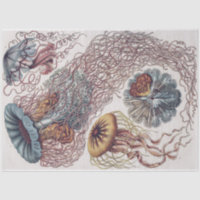 Marine Life Jellyfish - Découpage Ernst Haeckel