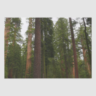 Papier Mousseline Mariposa Grove dans le parc national de Yosemite
