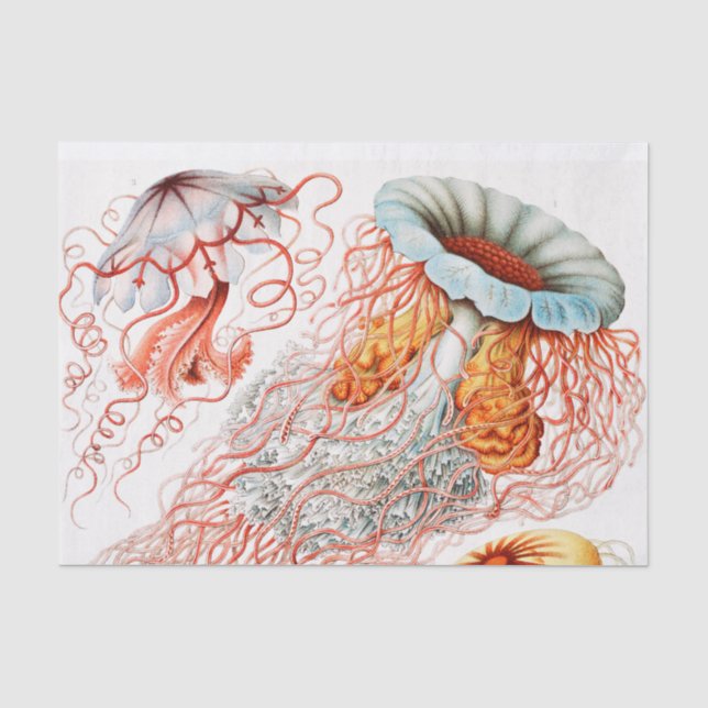 Papier Mousseline Méduse, Discomedusae par Ernst Haeckel (Recto)