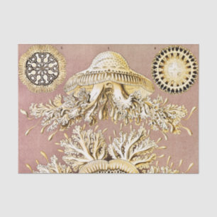 Papier Mousseline Méduses, Discomedusae par Ernst Haeckel